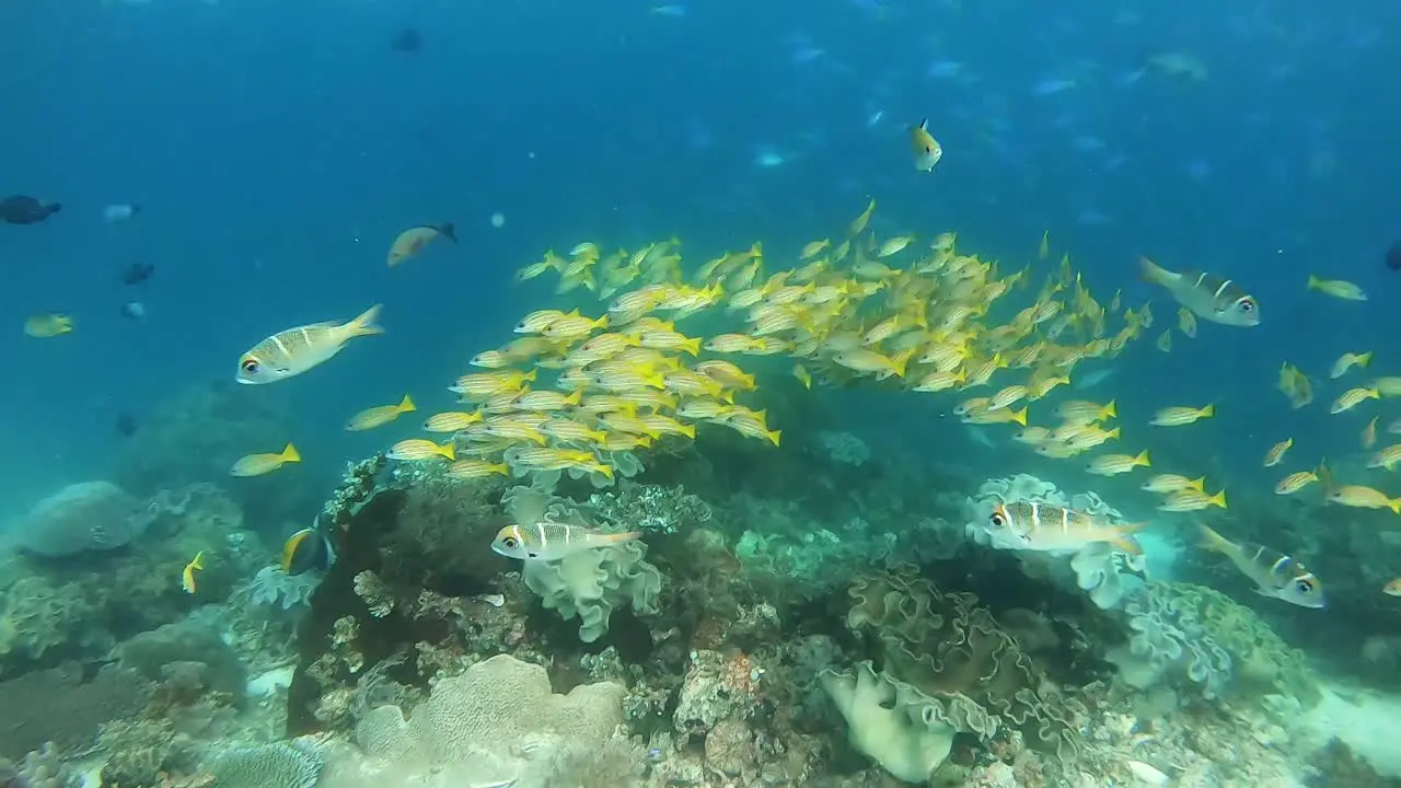 Mesmerizing school of yellow snappers above a tropical coral reef