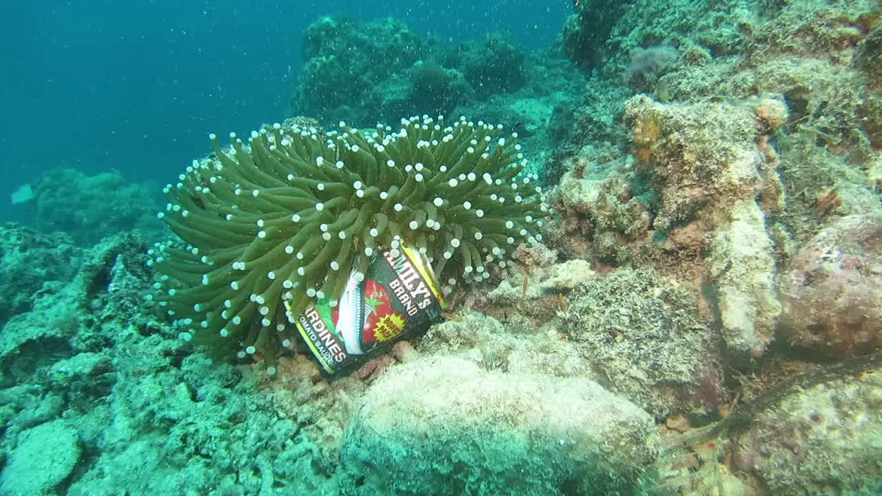 A discarded sardine can sits right next to a coral