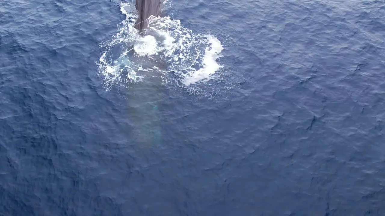 Extremely Rare footage of a Sperm Whale diving showing its unique fluke off of Southern California near Dana Point California