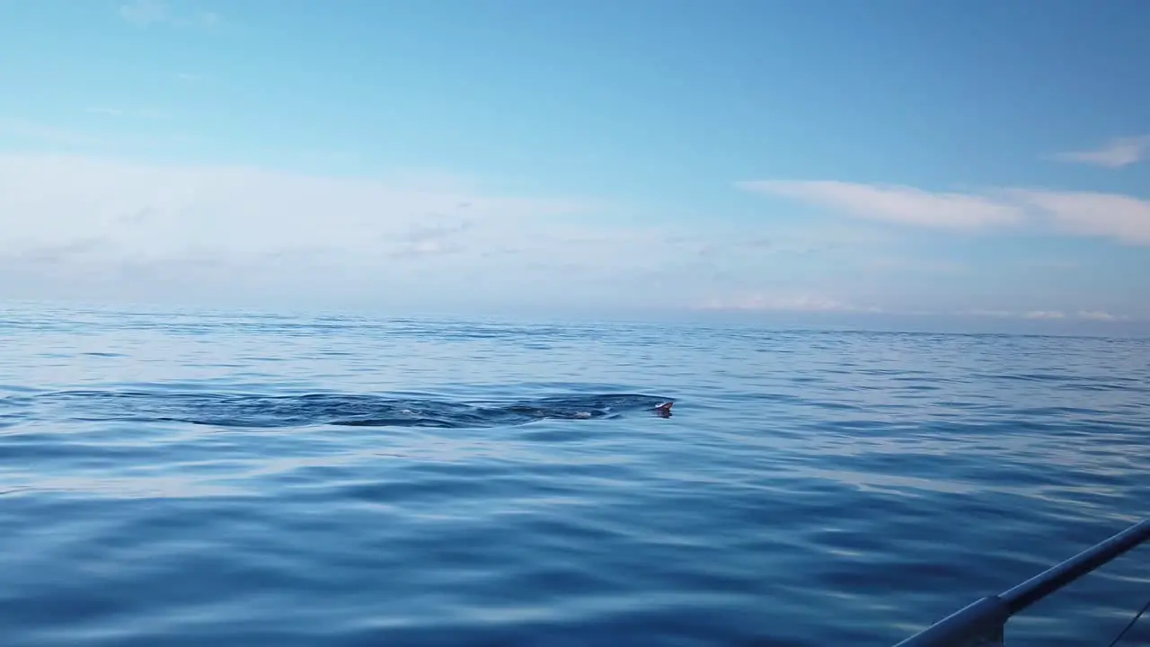 Gimbal shot of a pod of harbor seals racing and leaping out of the water alongside a moving boat on the ocean off the coast of Monterey California