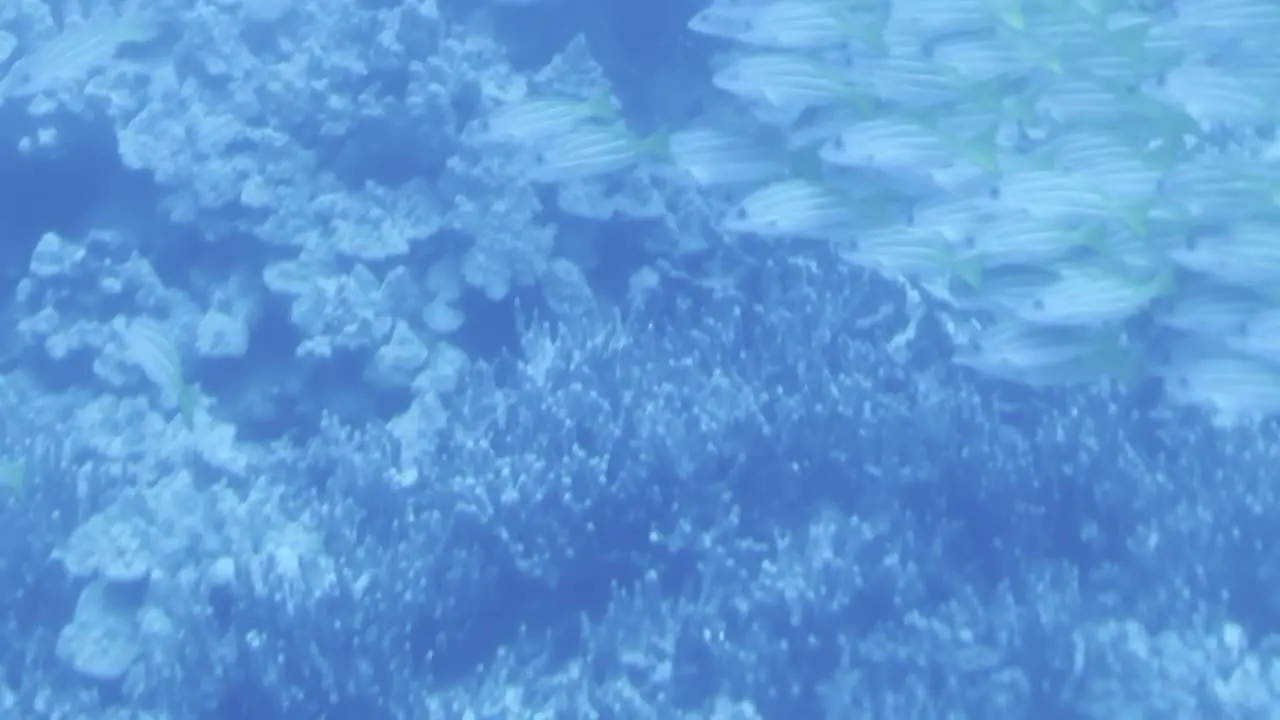 Cinematic dolly shot through a submarine porthole of a school of fish swimming along the ocean floor off the coast of the Big Island of Hawai'i