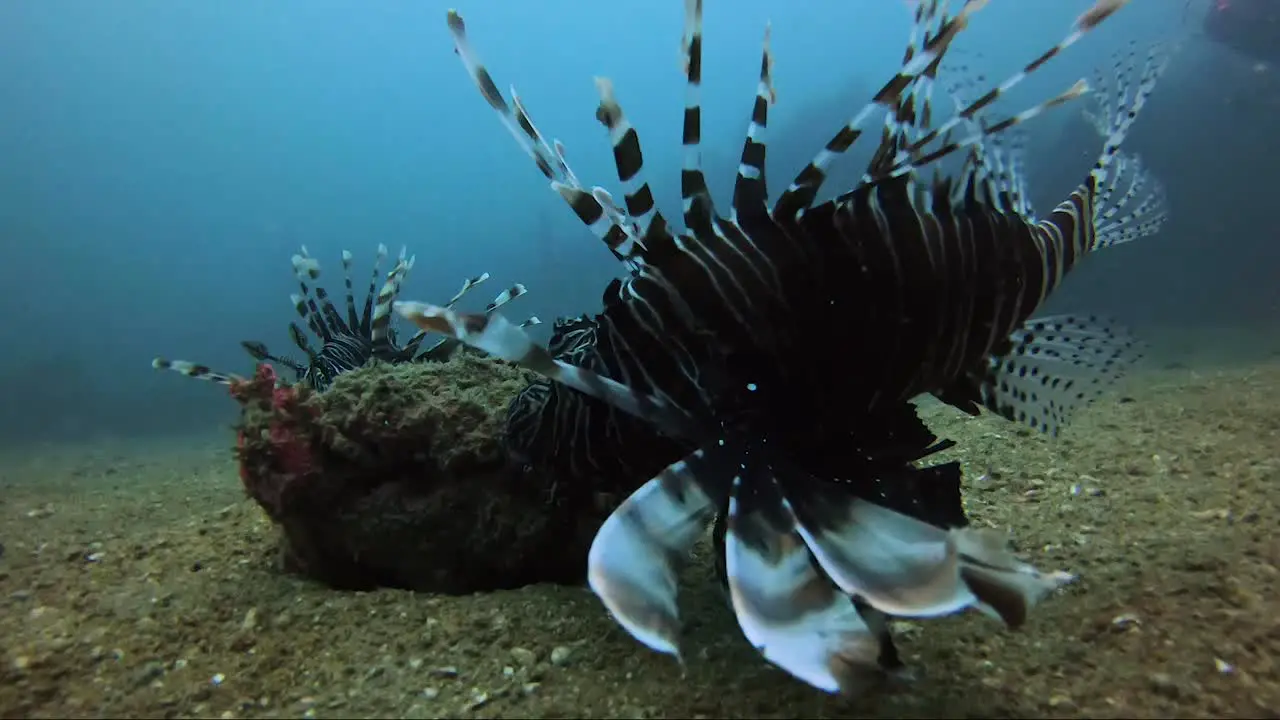 Lion fish circling a baby octopus on a rock