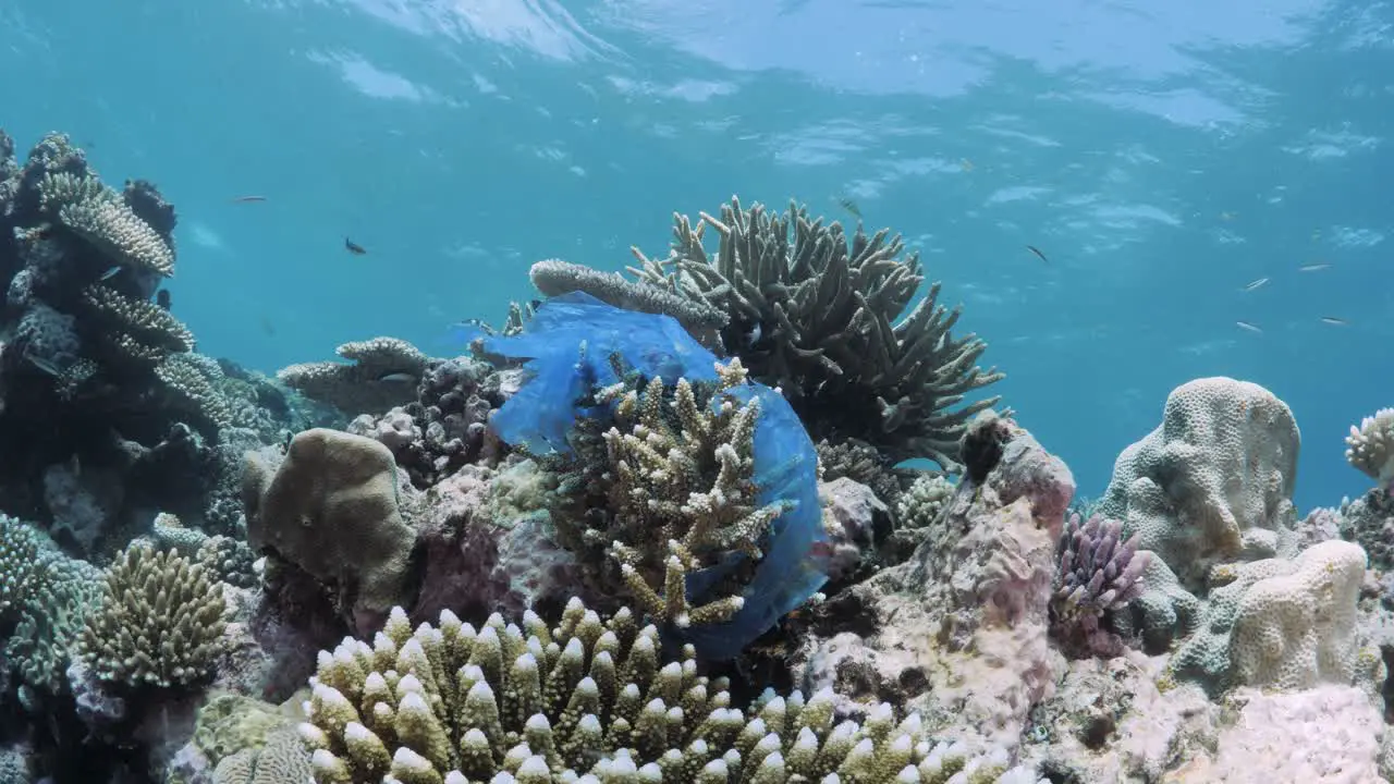 A discarded plastic bag coverers part of the The Great Barrier Reef coral ecosystem