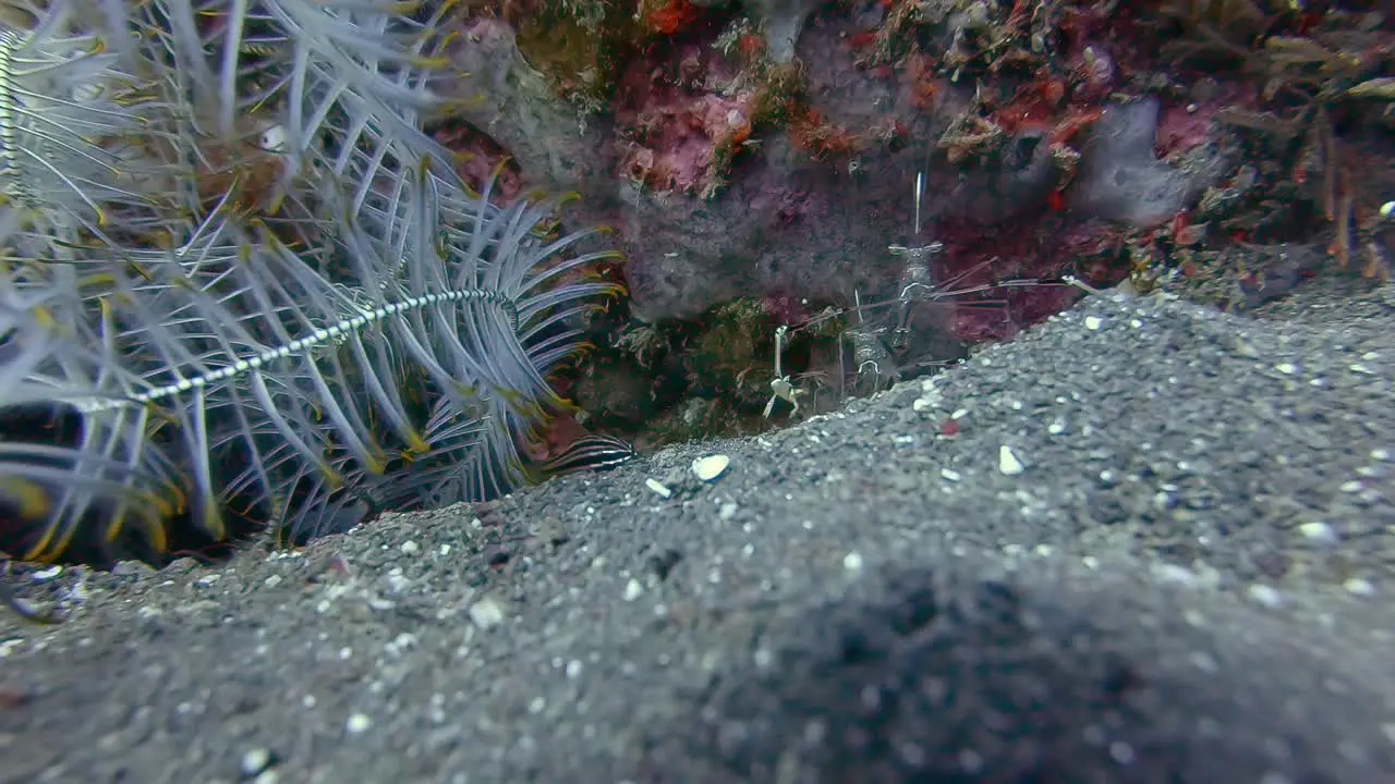 small see-through shrimp feeding under a coral