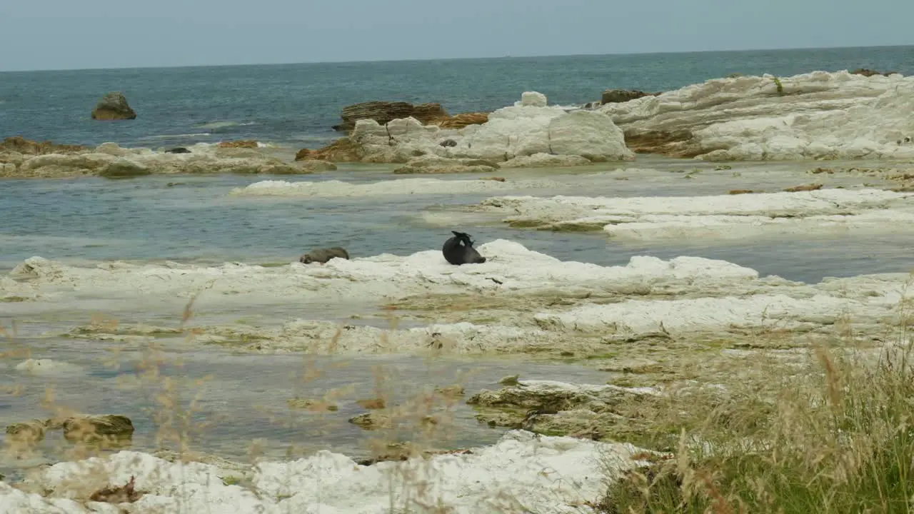 Graceful seal stretching in a coastal moment