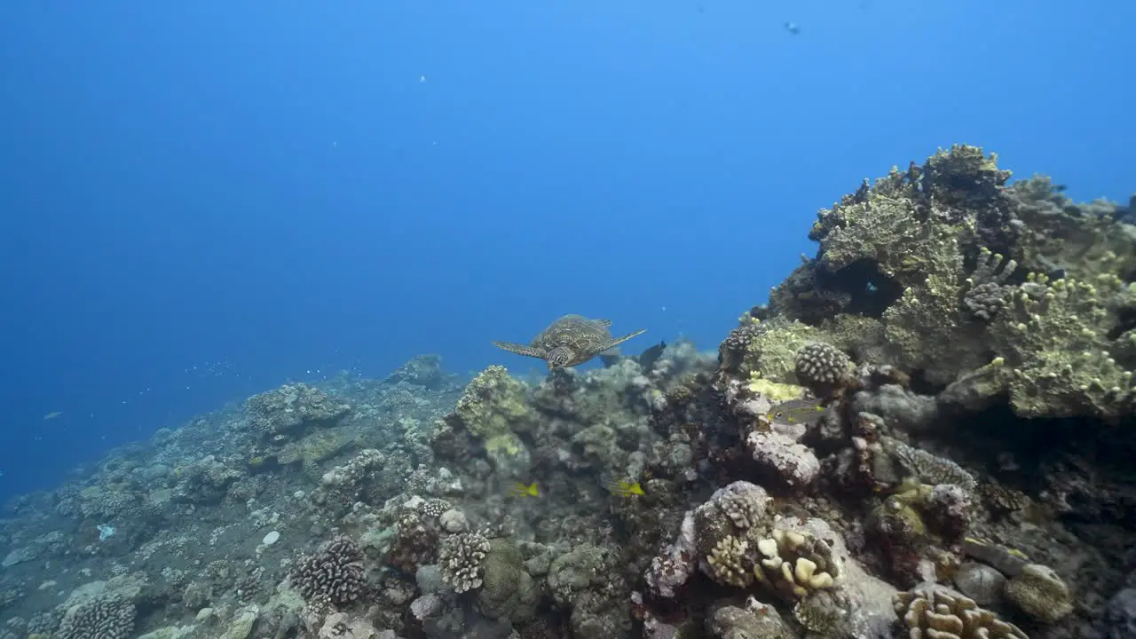 Green sea turtle approsches over a beautiful coral reef in crystal clear water of the pacific ocean around the island of Tahiti in French Polynesia