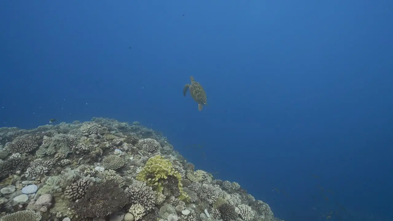 Green sea turtle swimming over a beautiful coral reef in crystal clear water of the pacific ocean around the island of Tahiti in French Polynesia