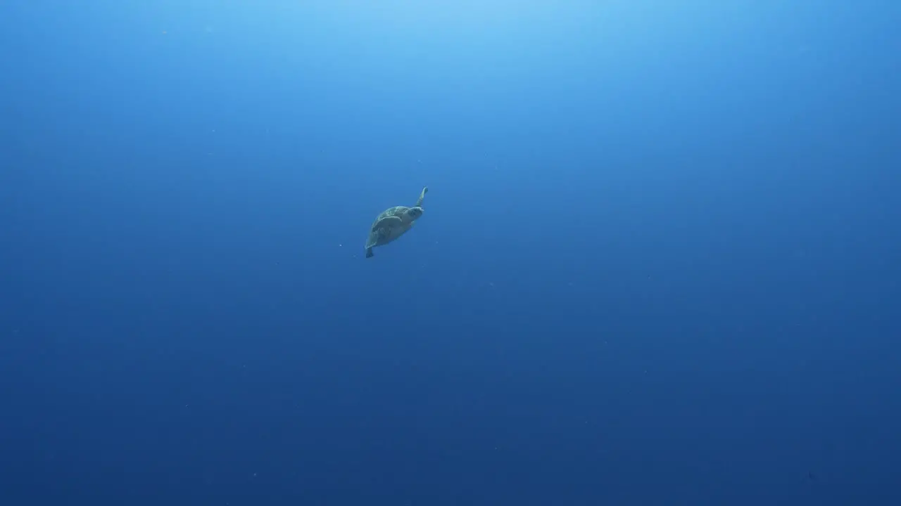 Green sea turtle swimming in the blue crystal clear water of the pacific ocean around the island of Tahiti in French Polynesia