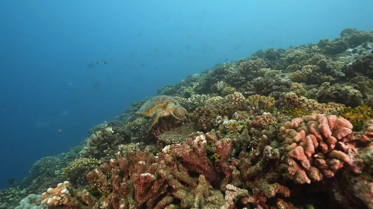 Green turtle feeding on a beautiful coral reef in clear water of the pacific ocean around the island of Tahiti in French Polynesia