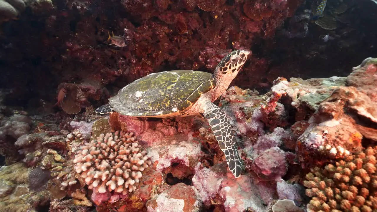 Hawksbill sea turtle sitting on a beautiful coral reef in crystal clear water of the pacific ocean around the island of Tahiti in French Polynesia