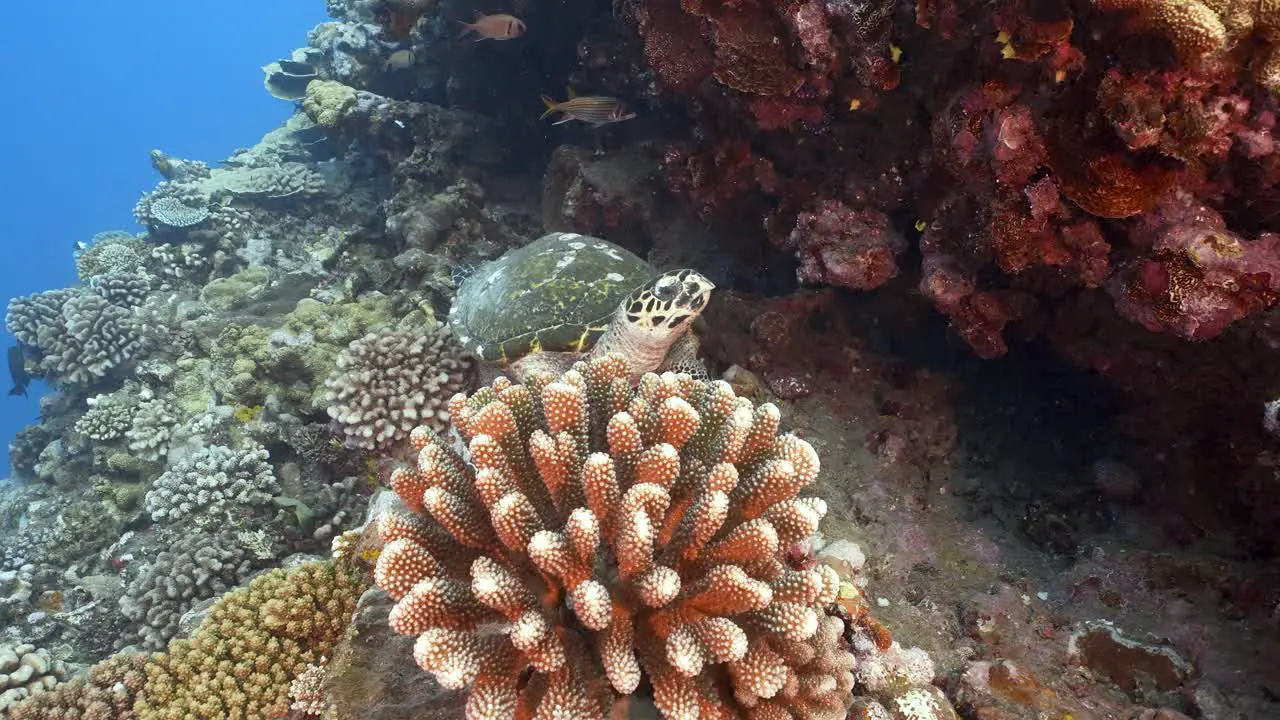 Hawksbill sea turtle appears behind a coral in the blue crystal clear water of the pacific ocean around the island of Tahiti in French Polynesia