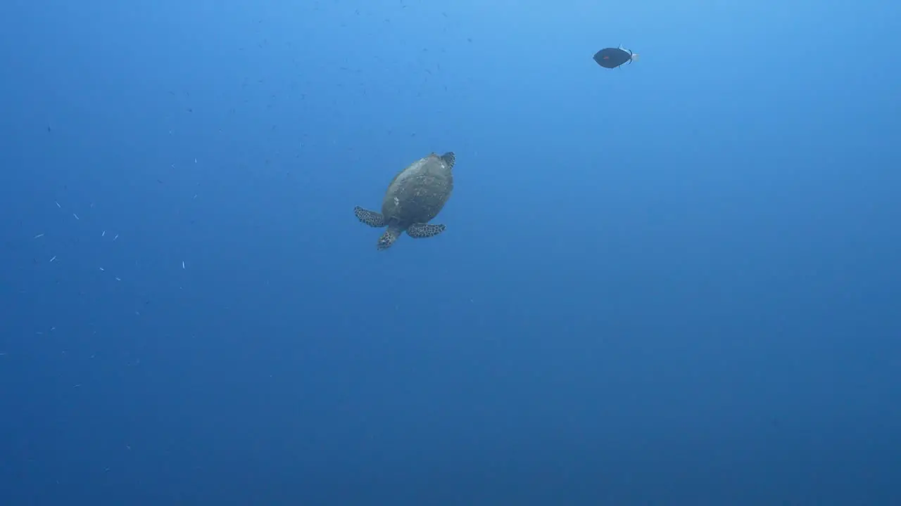 Hawksbill sea turtle swimming over a coral reef in crystal clear water of the pacific ocean around the island of Tahiti in French Polynesia