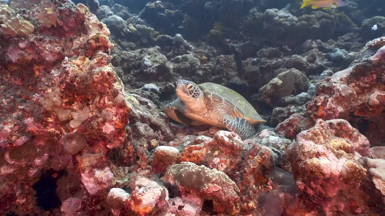 Cute Green sea turtle sitting on a beautiful coral reef in crystal clear water of the pacific ocean around the island of Tahiti in French Polynesia