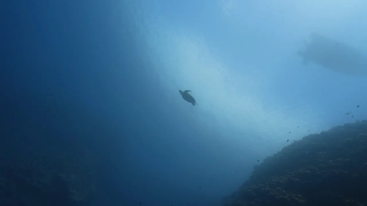 sea turtle swimming in the blue crystal clear water of the pacific ocean around the island of Tahiti in French Polynesia