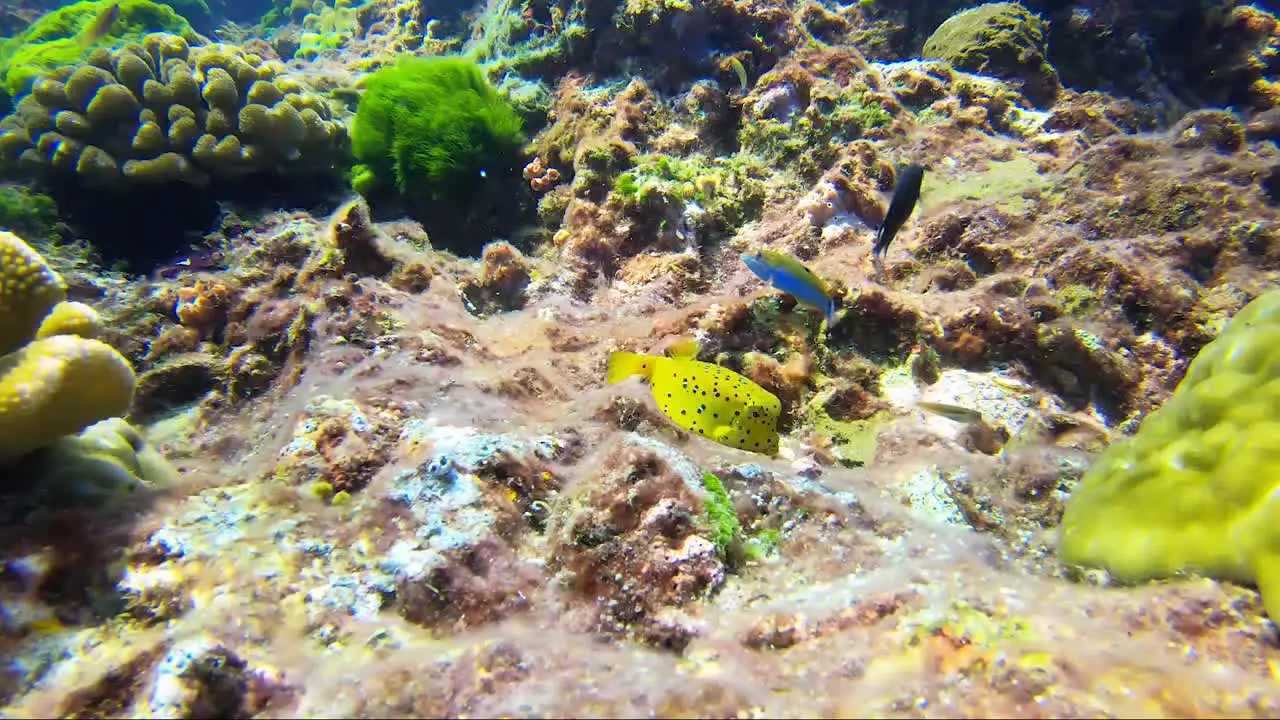 Yellow box fish feeding on the beautiful coral