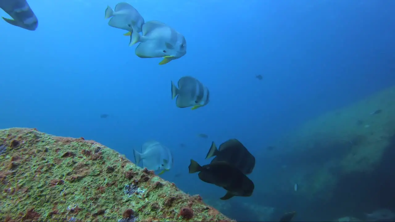 Bat fish schooling in the blue water above rock coral