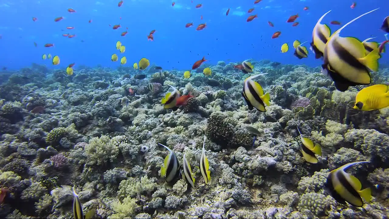 School of banner fish and butterfly fish on a tropical coral reef