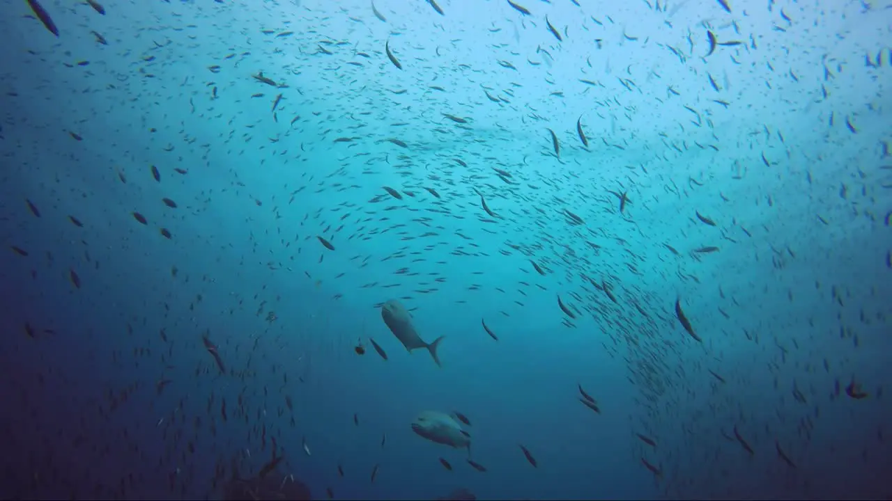 School of jackfish clear the way