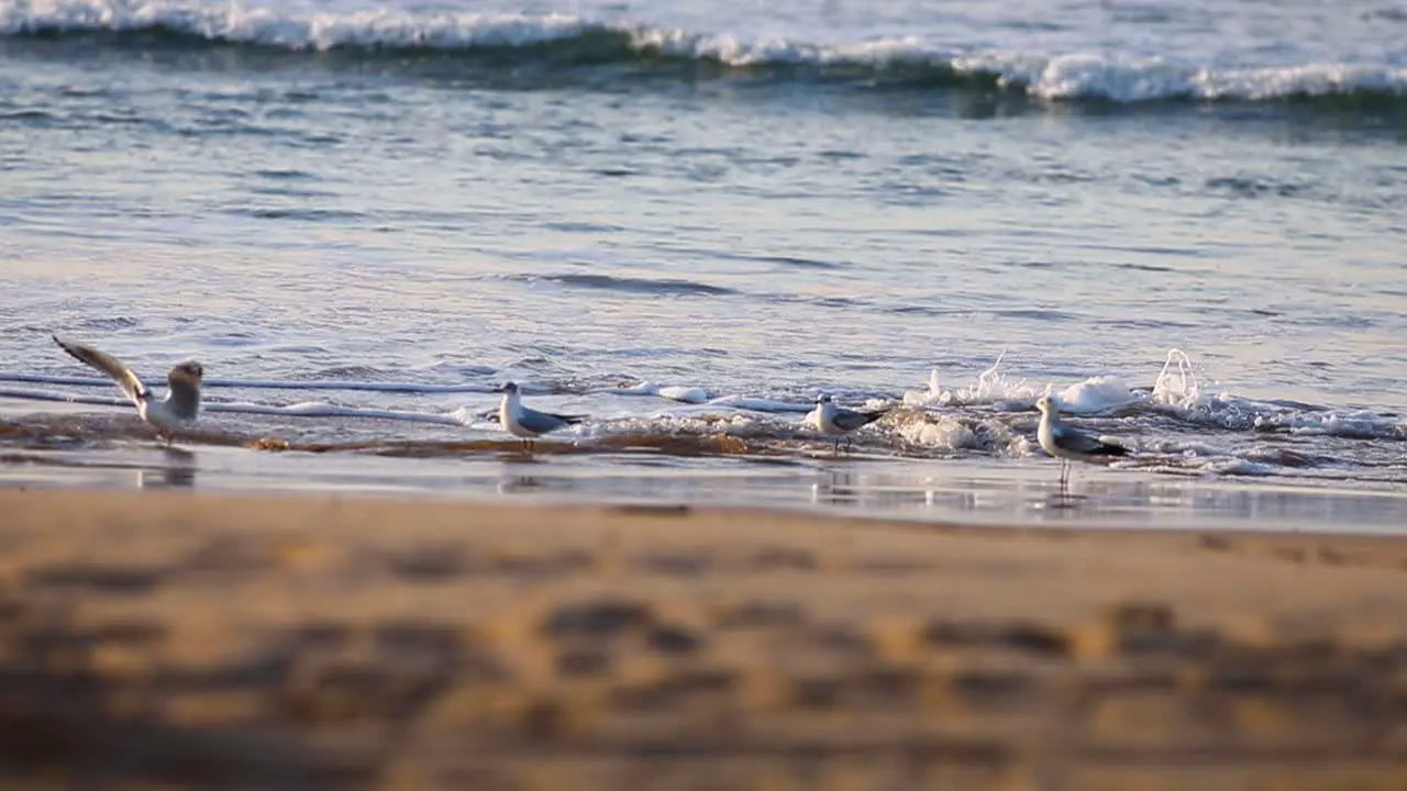 Seagulls standing in ocean water on beach shore in european beaches