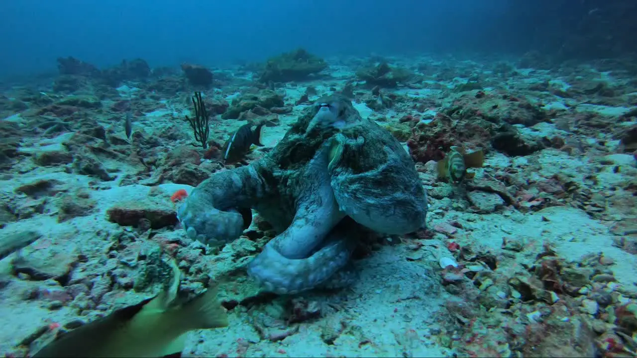 Octopus walking over reef and hunting with its skirt and tentacles