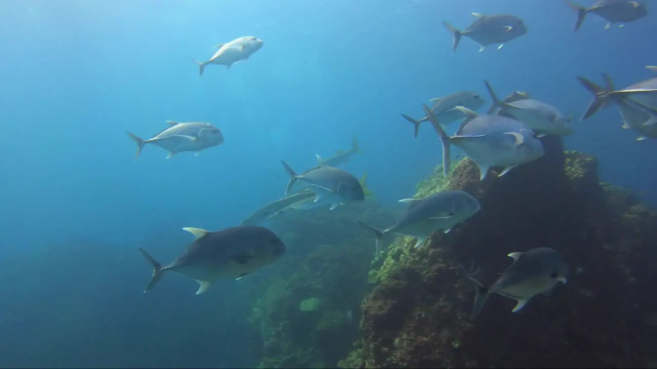 Barracuda and jackfish swim above the coral reef with beautiful sun rays