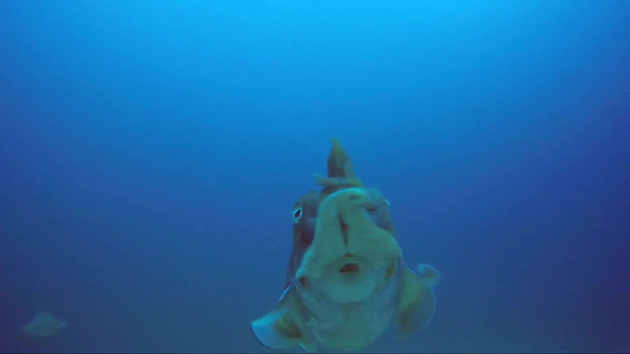 Cuttlefish on their own in the tropical blue water