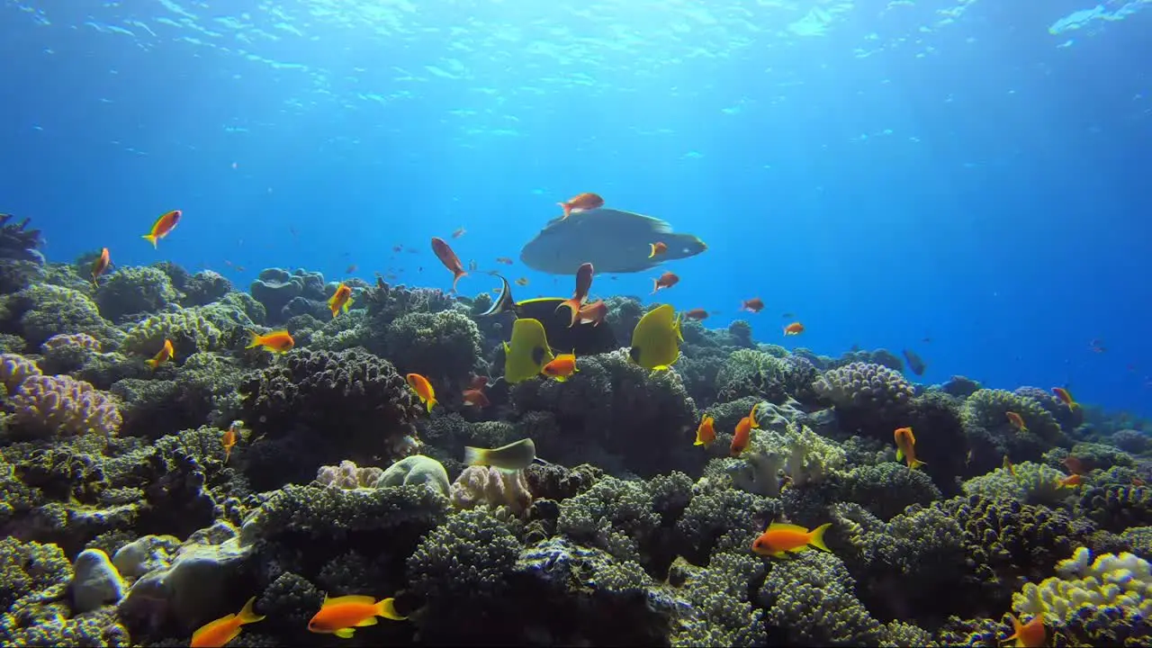 Napoleon wrasse swims across top of tropical coral reef with the sun rays shining through