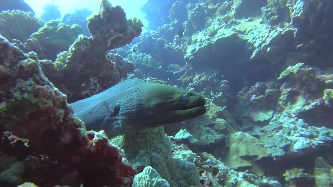 Giant moray eel being cleaned with the coral reef sloping up behind