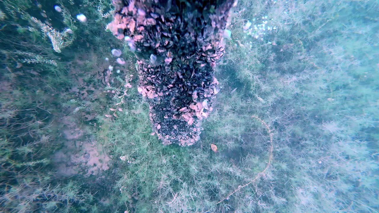 Old piece of wood in coral reef with bubbles rising up from it on ocean floor