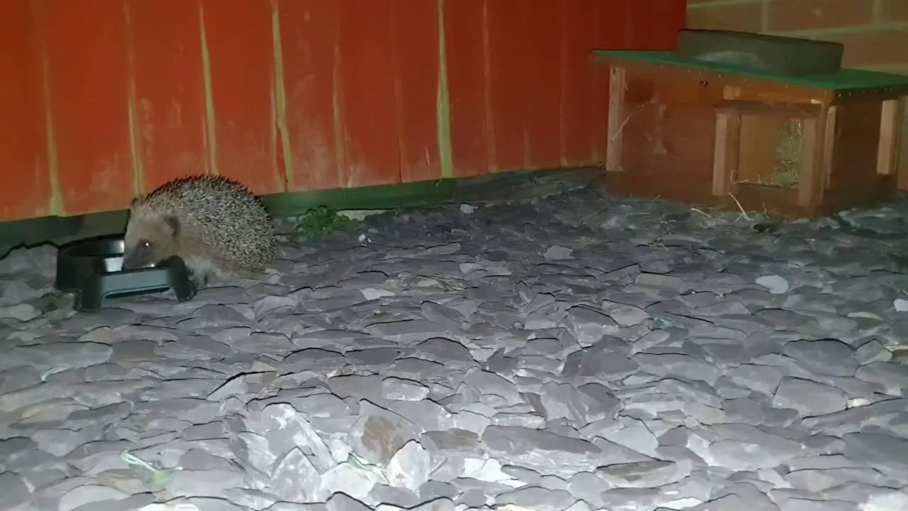 A hedgehog at a feeding and drinking bowl is being approached and checked out by another hedgehog