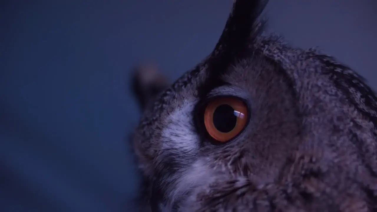 Euarasian Eagle Owl slow motion eye blink