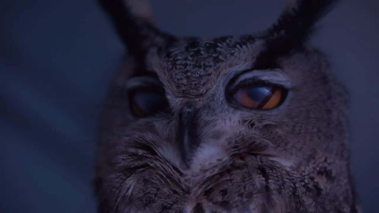 Eagle owl blinking in extreme slow motion