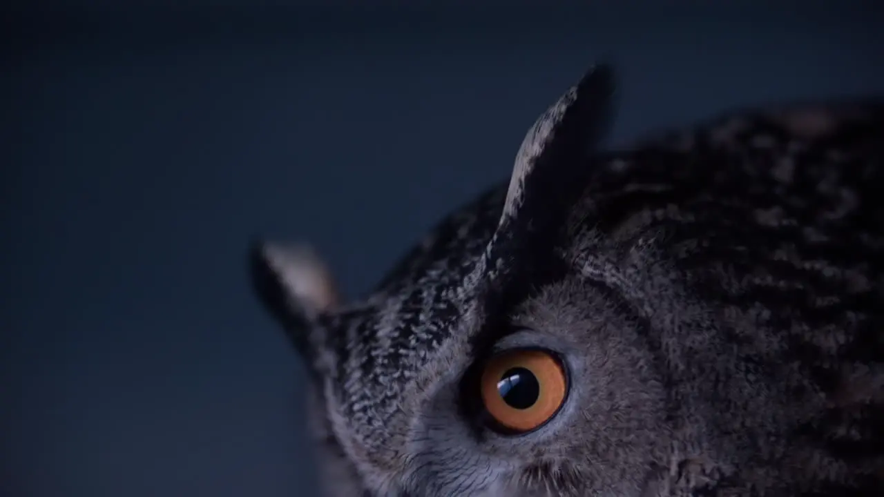 Eurasian Eagle Owl pouncing on prey at night