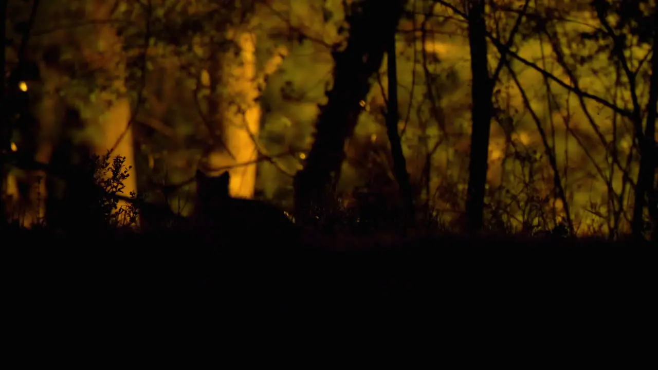 Baby fox kit silhouetted as it bounds across backlit foreground in rural neighborhood