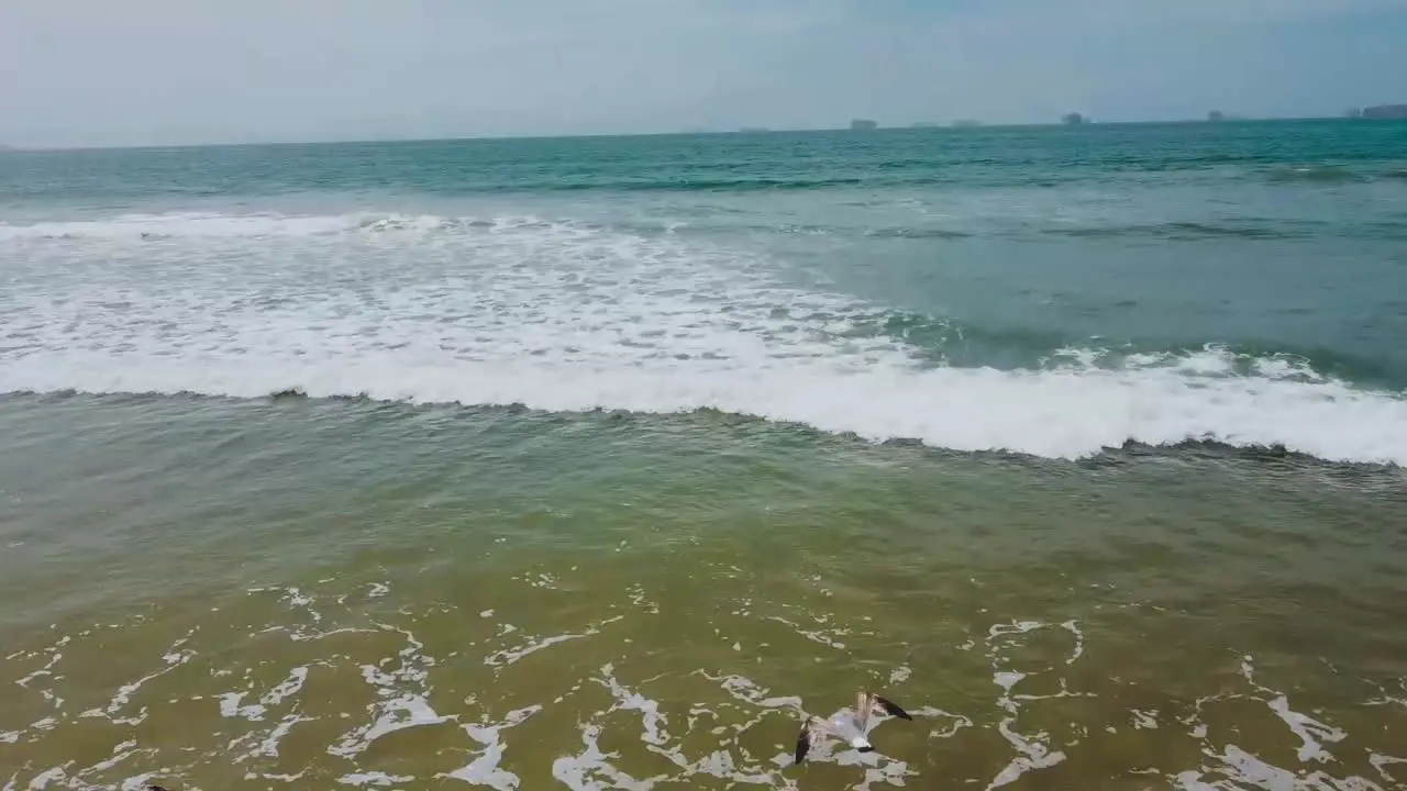 Drone flies over seashore toward a pack of seagulls as they take off