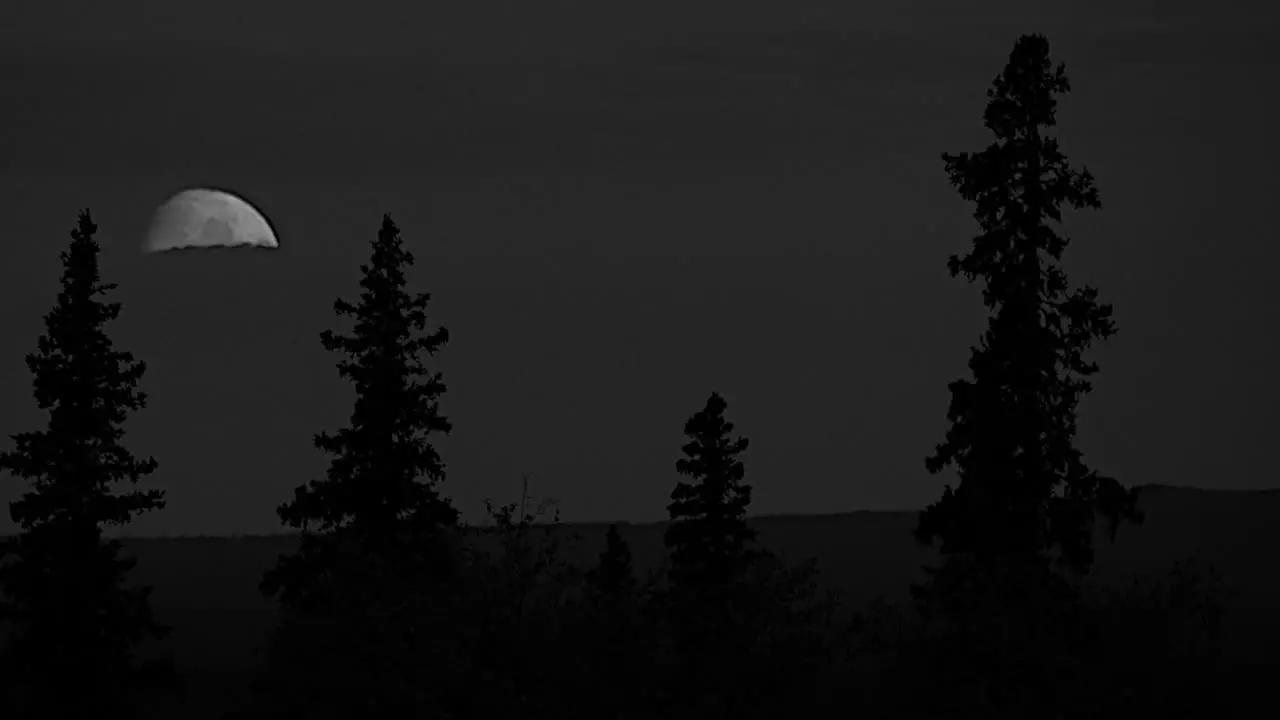 Oregon Moon And Fir Trees Pan And Zoom