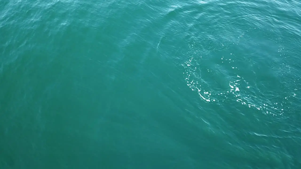 dolphins swim by local beach