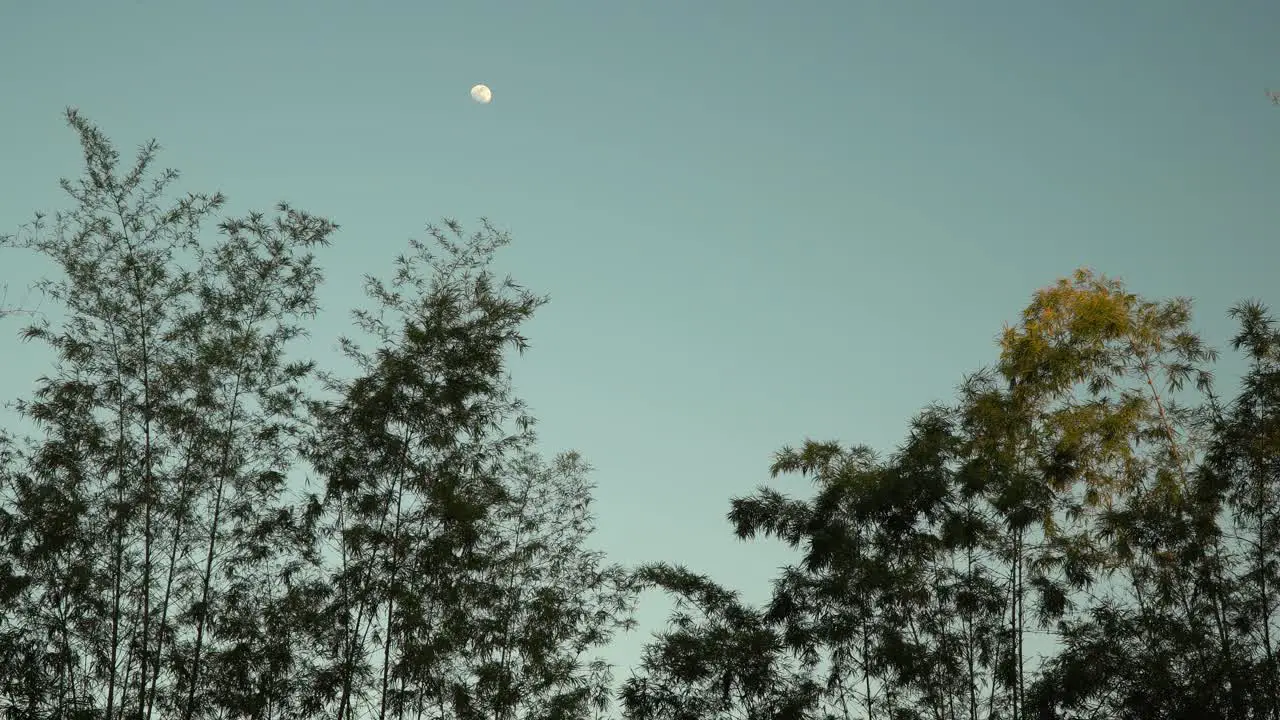 Tropical Bamboo trees in shadow can see the moon in a blue sky on sunset in Thailand