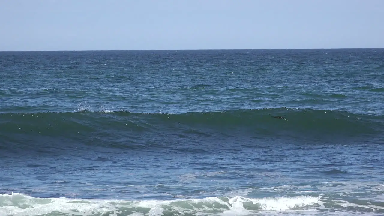 California Santa Cruz Waves With Birds