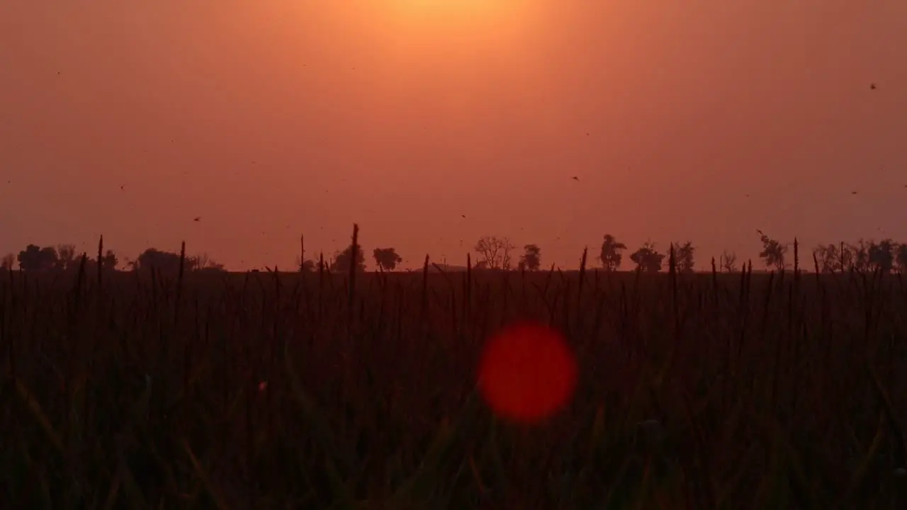 Birds swoop down to eat flies over a cornfield in a glowing orange sunset