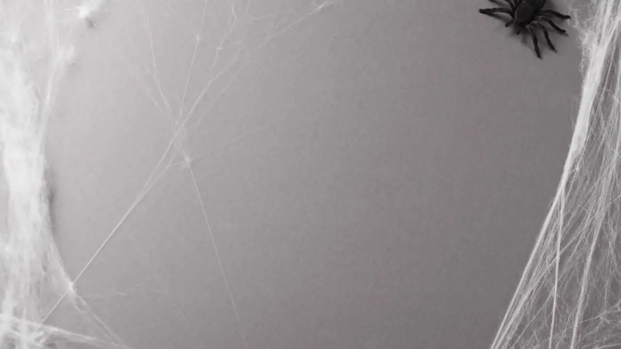 Video of halloween spider and spider's web and copy space on grey background