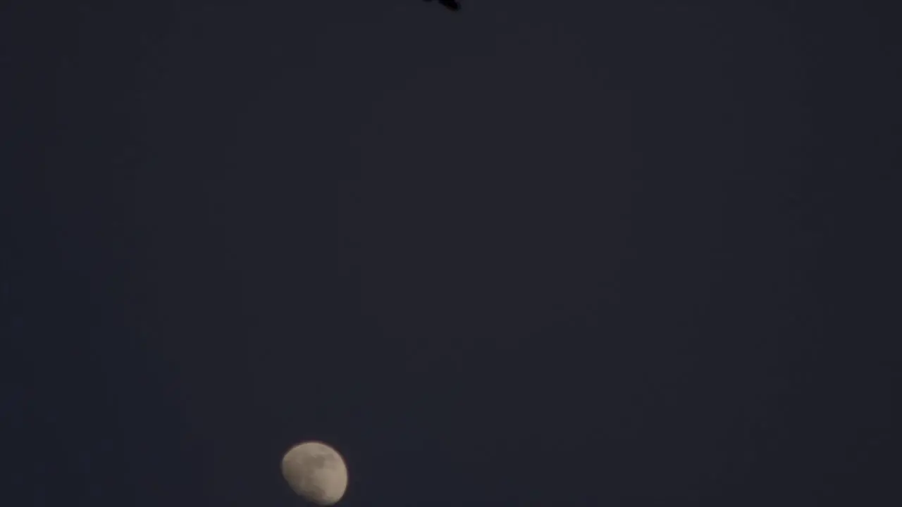 Slow motion video of Crows flying after sunset in front of the moon