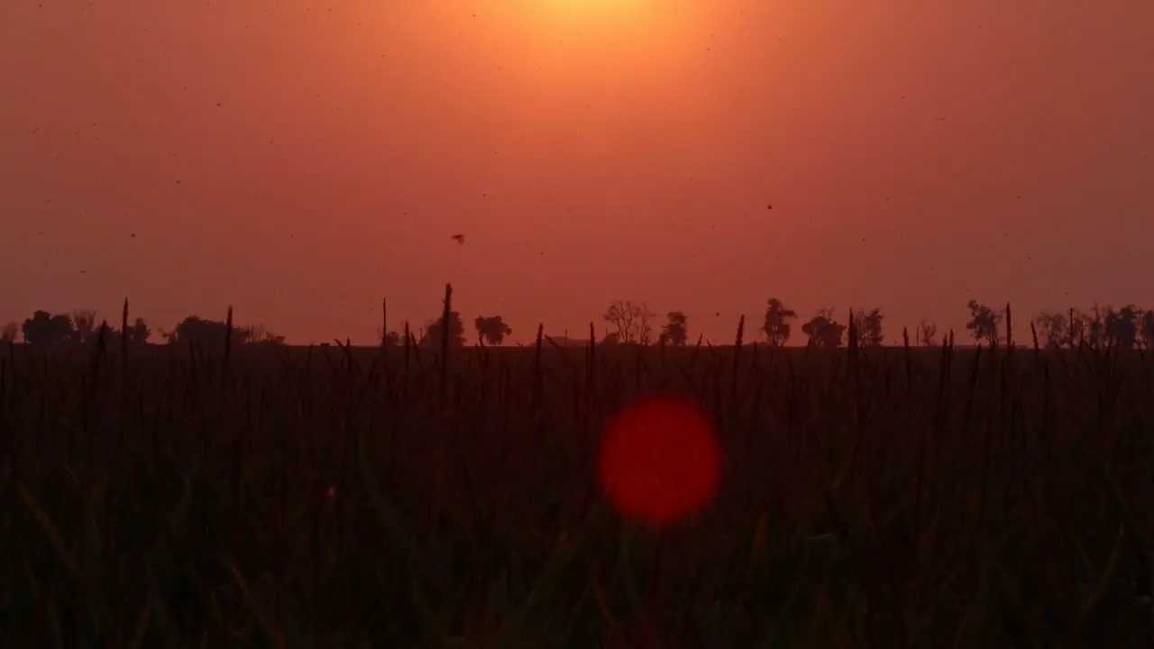 Migrating birds feed on insects above a cornfield during an eerie orange dusk