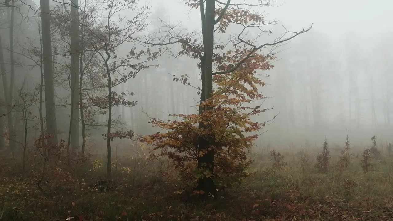 Foggy day in autumn forest leaves falling from tree