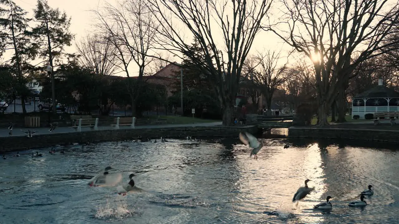 Ducks get spooked at city pond