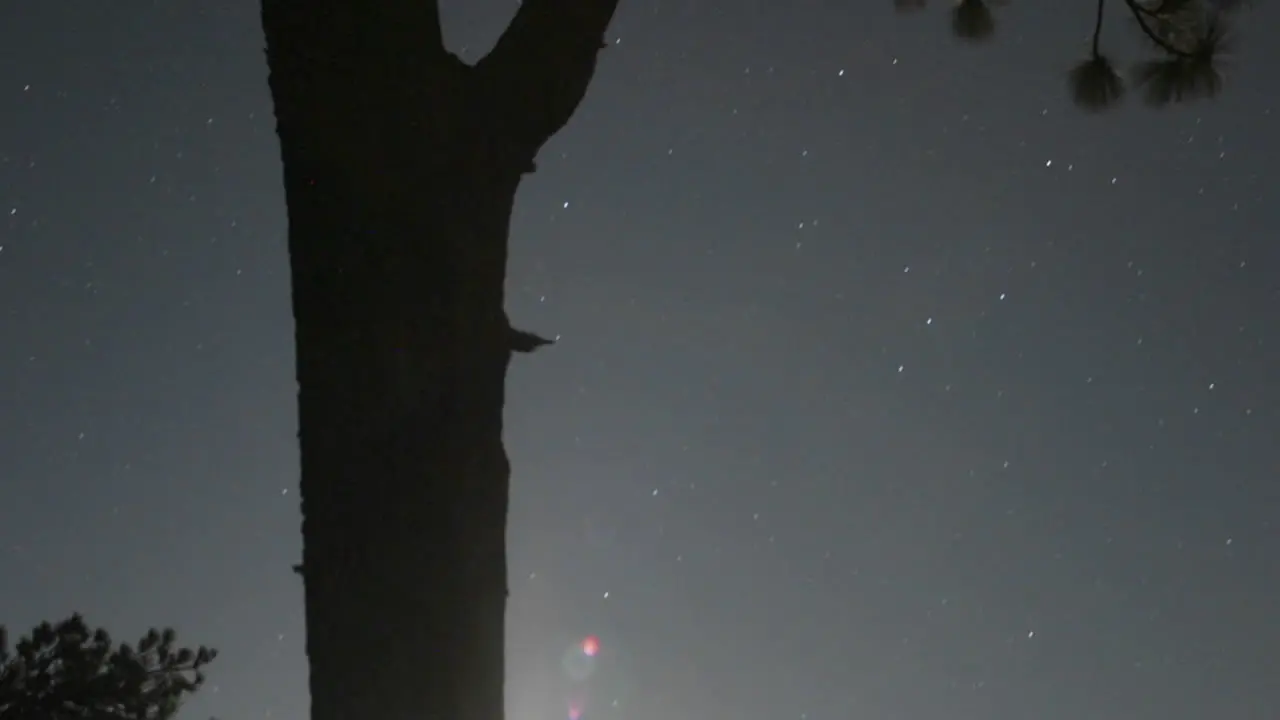 The moon rises in time lapse through the forest