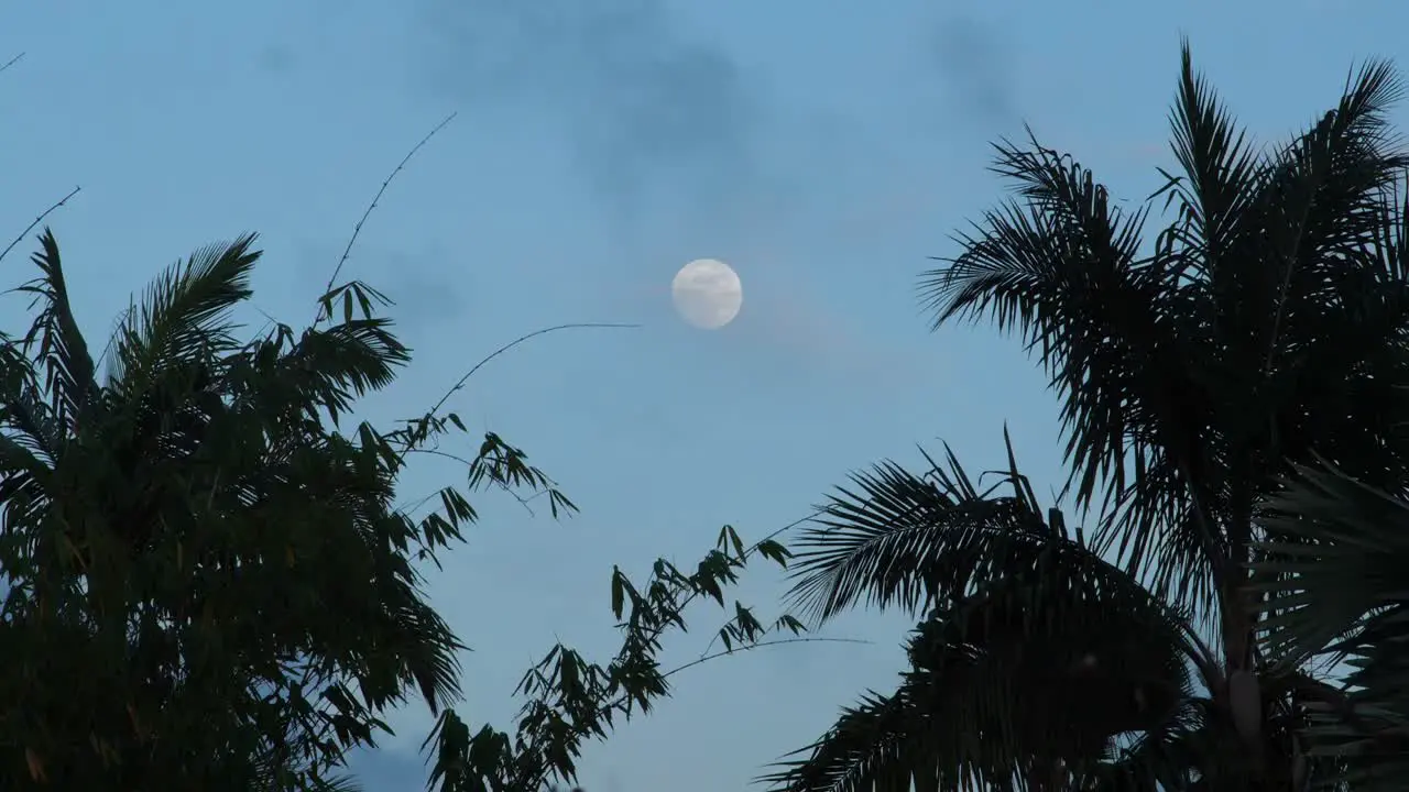 Full moon centered in frame with palm trees surrounding the moon