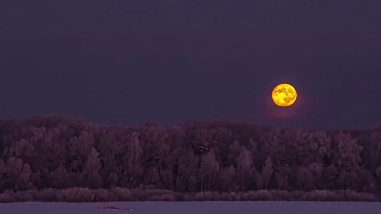 Full moon descending as it sets beyond the forest at winter with snow and frost on the tree branches time lapse