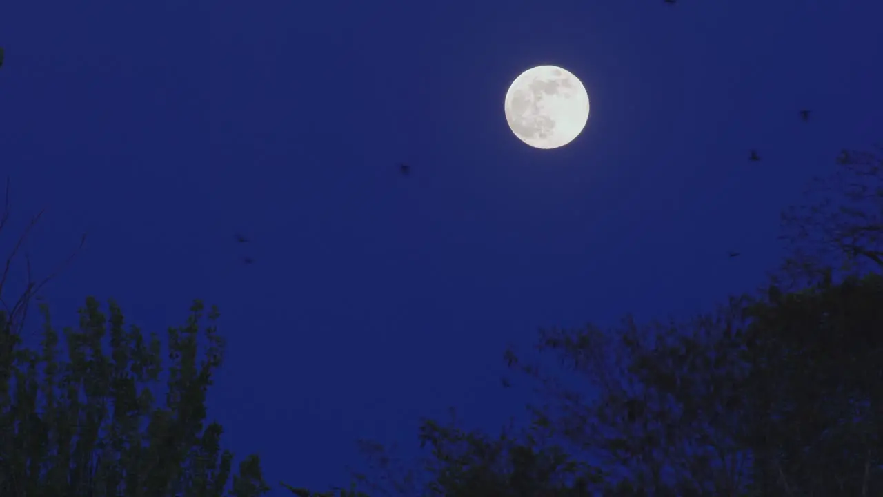 Birds or bats fly past full moon in dark blue sky above tree tops at nightime