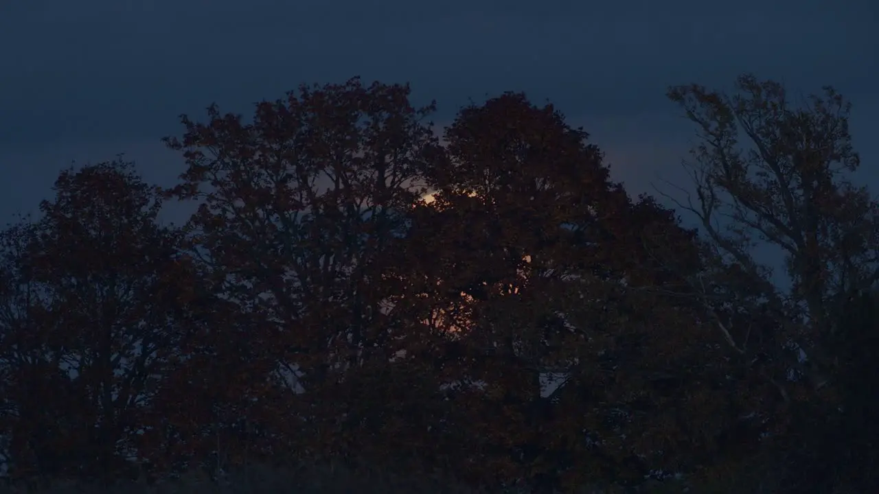 Dramatic low moon rise through distant trees time lapse strong air disturbance